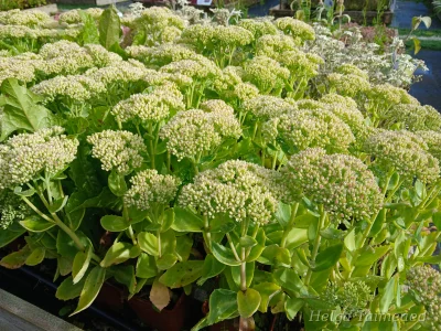 Hylotelephium (Sedum) 'Brilliant'