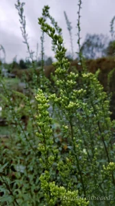 Solidago shortii 'Solar Cascade'