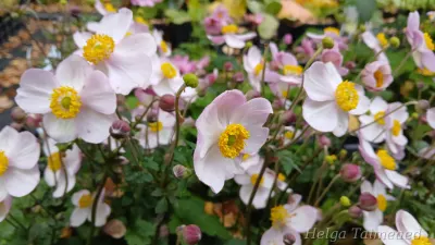 Eriocapitella x hybrida (Anemone) SATIN DOLL™ 'Blush' Villülane