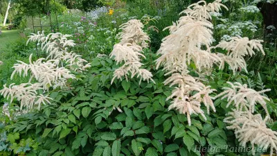 Astilbe japonica ´Ellie´