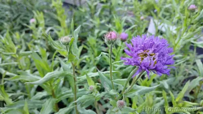 Erigeron 'Azure Beauty' Õnnehein