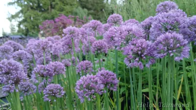 Allium 'Serendipity' Lauk