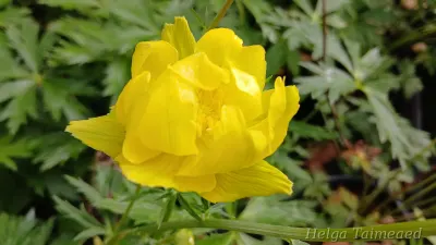 Trollius × cultorum 'Lemon Queen' Aed-kullerkupp