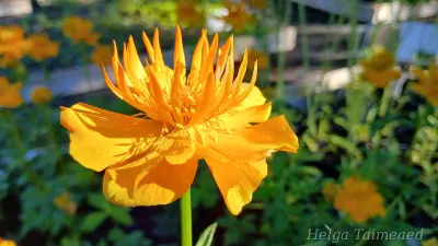 Trollius × cultorum 'Orange Triumph' Aed-kullerkupp