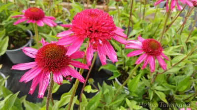 Echinacea purpurea  'Delicious Candy' ® Punane siilkübar