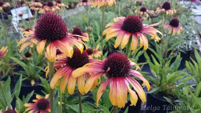 Echinacea purpurea 'Parrot' ® Punane siilkübar