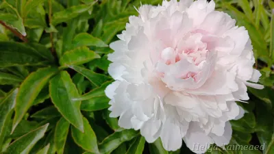 Paeonia lactiflora 'Allertie' Pojeng