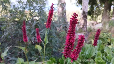 Persicaria amplexicaulis 'Blackfield'