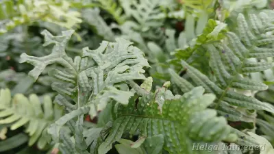 Polypodium vulgare 'Bifido Multifidum' Kivi-imar