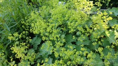 Alchemilla mollis 'Robustica' Pehme kortsleht