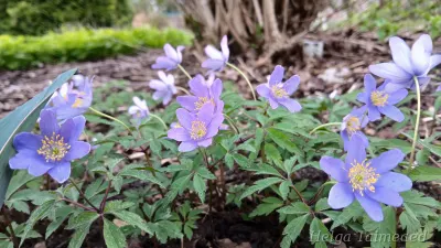 Anemone nemorosa 'Mart's Blue' Võsa-ülane