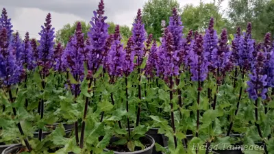 Salvia nemorosa 'Grate Grape'