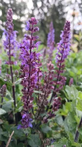 Salvia nemorosa 'Midnight Purple'