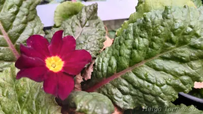 Primula × pruhoniciana 'Saladin'