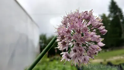 Allium nutans 'Caroline' Longus lauk