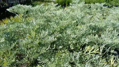 Artemisia arborescens 'Powis Castle' Hõbepuju