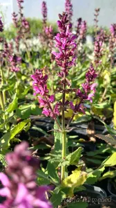 Salvia nemorosa 'Bumbleberry' metssalvei