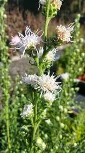 Liatris scariosa ' Alba'
