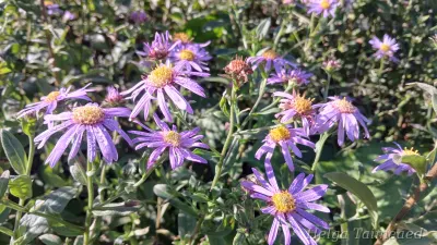 Aster frikartii ' Flora's Delight'
