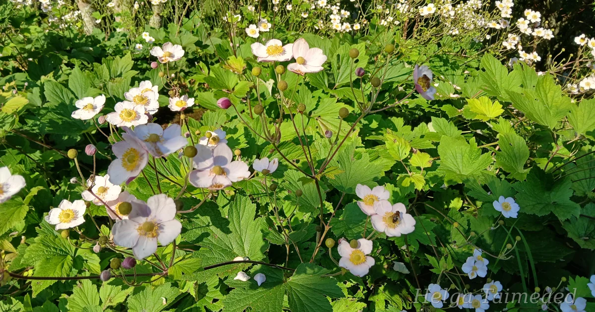 Anemone tomentosa Ветреница войлочная - Helga Taimeaed
