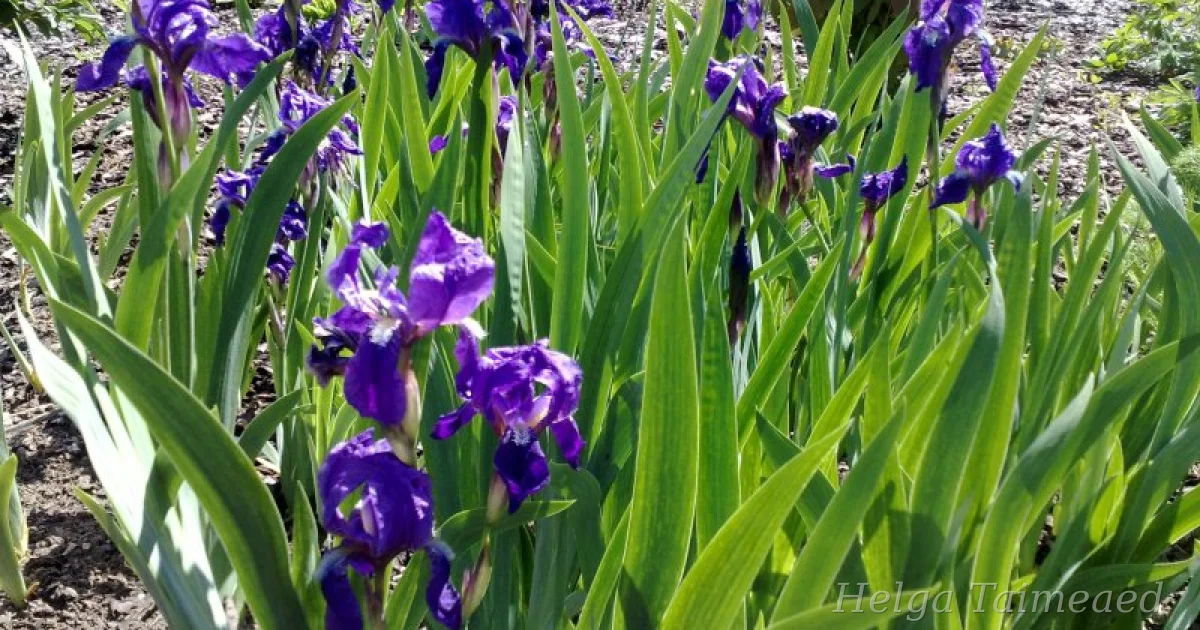 Iris germanica - Helga Taimeaed