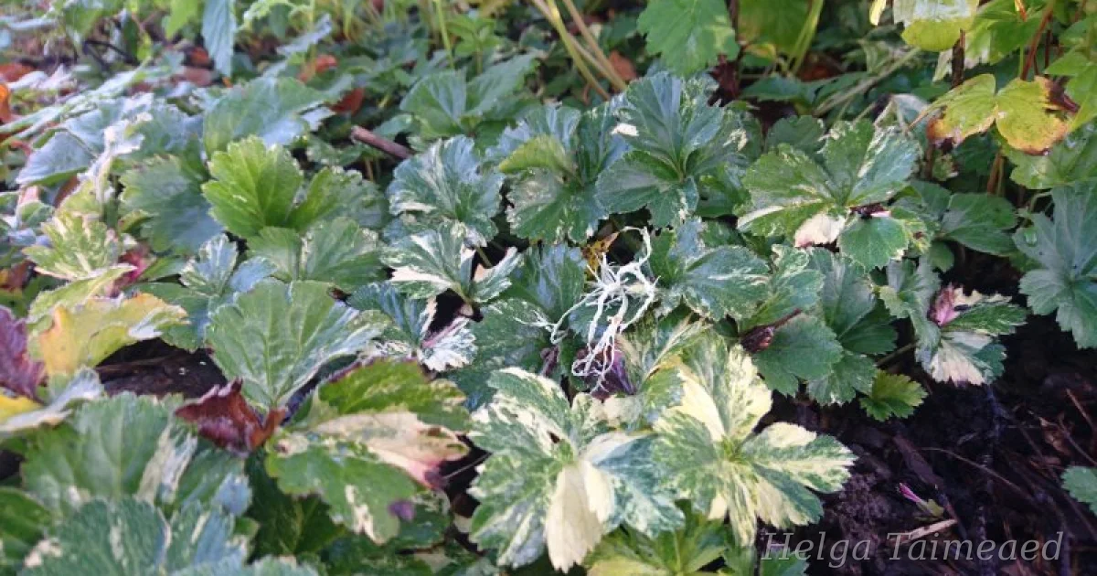 Waldsteinia ternata var variegata - Helga Taimeaed