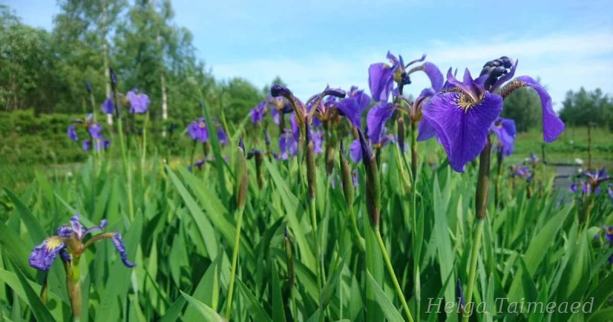 Iris setosa - Helga Taimeaed