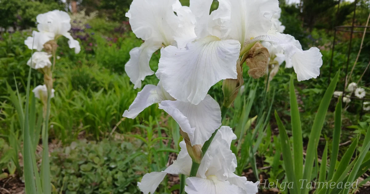 Iris x germanica ‘Immortality’ - Helga Taimeaed