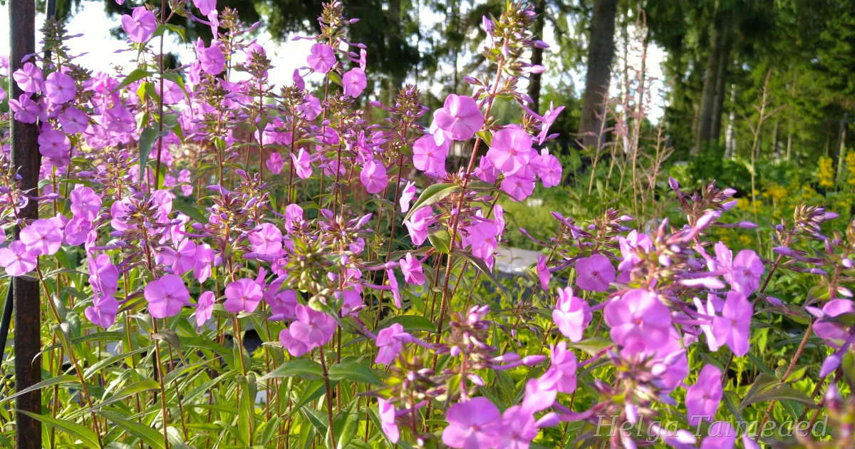 phlox-maculata-alpha-laiguline-leeklill-helga-taimeaed