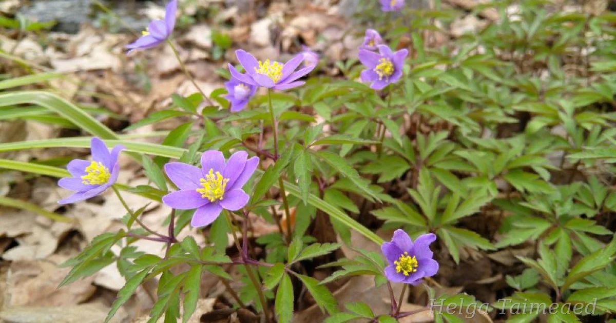 Anemone nemorosa 'Royal Blue' Ветреница дубравная - Helga Taimeaed