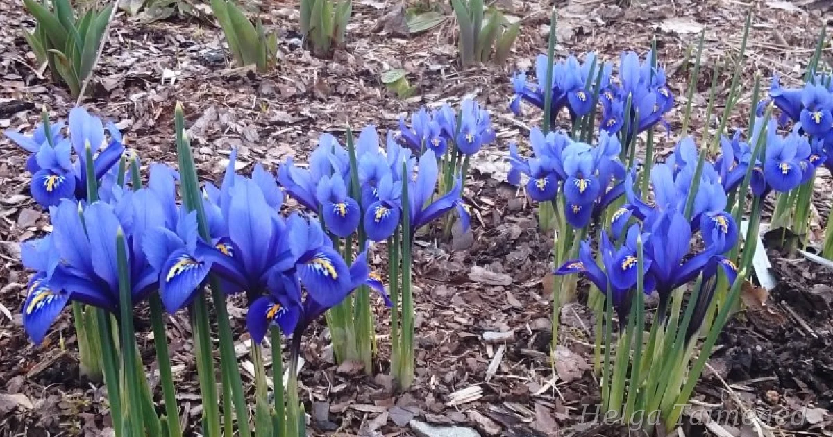 Iris reticulata ‘Harmony’ - Helga Taimeaed