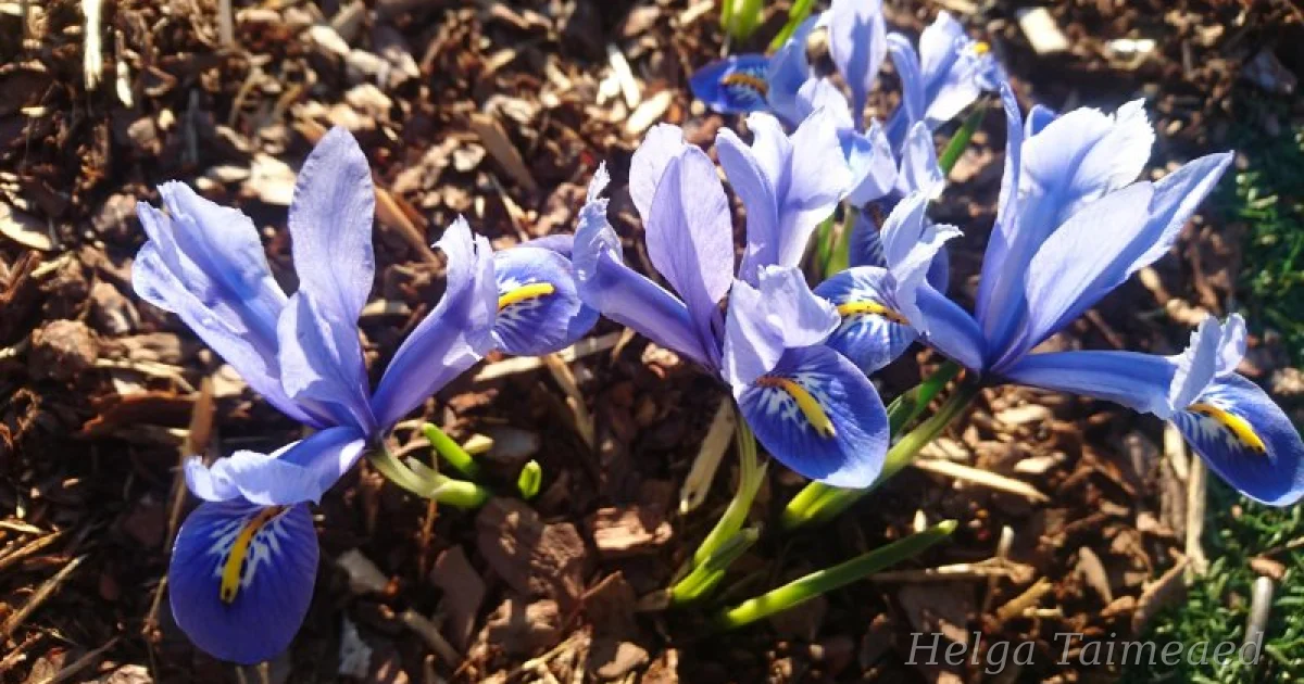Iris reticulata ‘Alida ’ - Helga Taimeaed