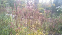 Sanguisorba 'Blackthorn' Punanupp