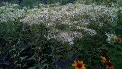 Doellingeria umbellata (Aster umbellatus) 'Weisser Schirm'  Sarik-sirmaster