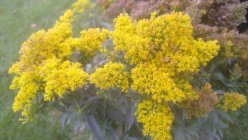 Solidago rugosa 'Loysder Crown' Kortskuldvits