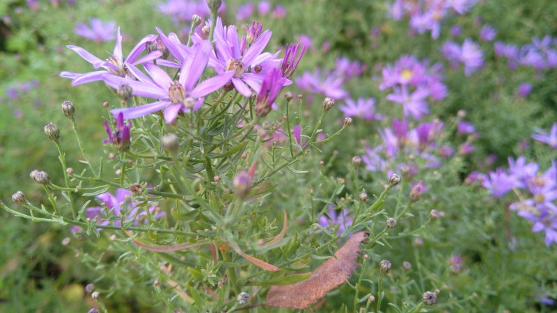 Galatella sedifolia 'Nanus' Pikkukutriasteri