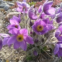 Растения для каменистого сада