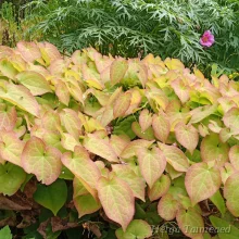 Теневыносливые растения