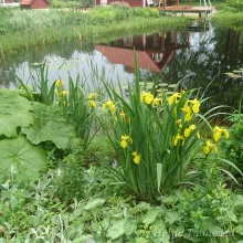 Водные и прибрежные растения