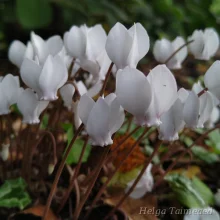 Луковичные цветы