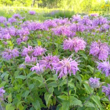 Травы, овощи и лекарственные растения