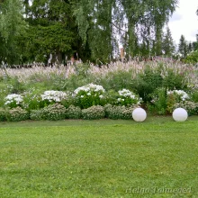 Многолетние растения