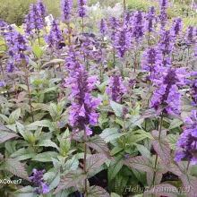 Растения с длительным периодом цветения