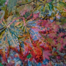 Кустарники и вьющиеся растения