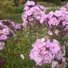 Огненные цветы