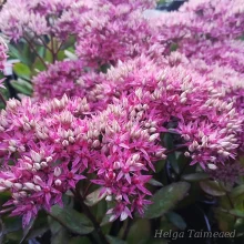 Петушиные гребешки