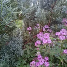 Звездчатые трубки