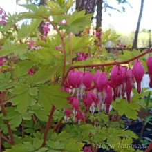 Разбитые сердца