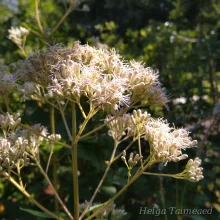 Водяной каннабис