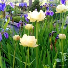 Курьерские сумки